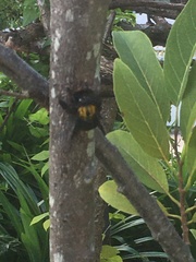 Xylocopa flavonigrescens
