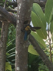 Xylocopa flavonigrescens