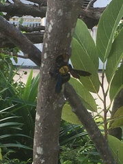 Xylocopa flavonigrescens