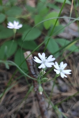 Silene linnaeana