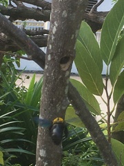 Xylocopa flavonigrescens