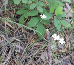 Silene linnaeana