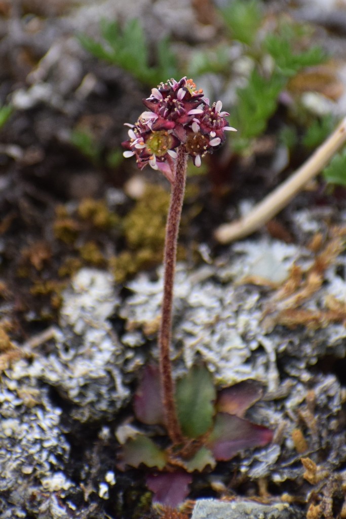 Red-hair Saxifrage