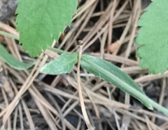 Silene linnaeana