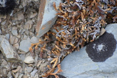 Selaginella sibirica