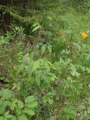 Vicia venosa baicalensis
