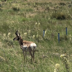 Antilocapra americana
