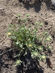 Pyrrocoma carthamoides