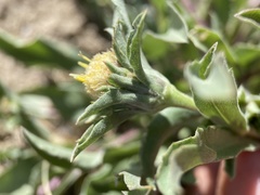 Pyrrocoma carthamoides