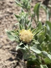 Pyrrocoma carthamoides