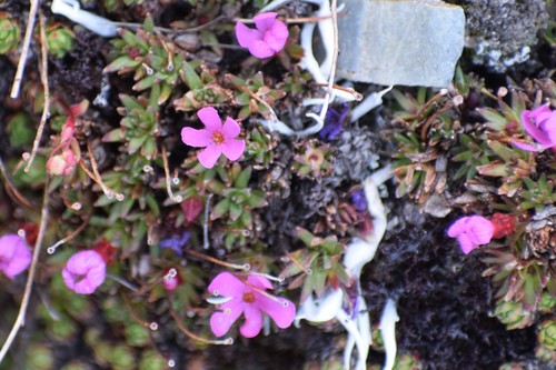 Image of Androsace constancei by (c) Syd Cannings, some rights reserved (CC BY)