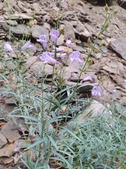 Penstemon sepalulus