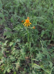 Tephroseris porphyrantha