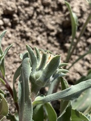 Pyrrocoma carthamoides