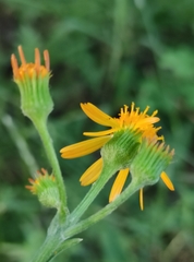 Tephroseris porphyrantha