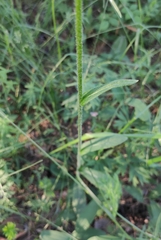 Tephroseris porphyrantha