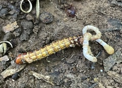 Ophiocordycipitaceae