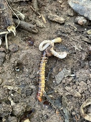 Ophiocordycipitaceae