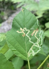 Agromyza alnibetulae