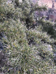 Cercocarpus ledifolius