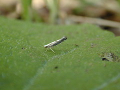Argyresthia conjugella