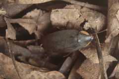 Nyctiborinae