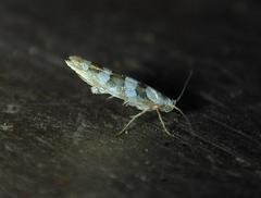 Argyresthia calliphanes