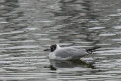 Chroicocephalus ridibundus