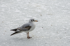 Chroicocephalus ridibundus