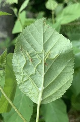 Agromyza alnibetulae
