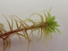 Sphagnum teres
