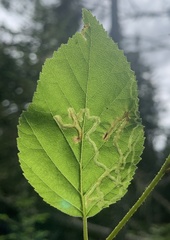 Agromyza alnibetulae