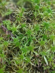 Sphagnum teres