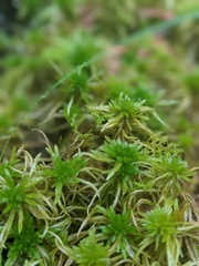 Sphagnum teres