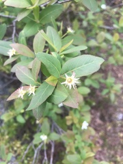 Amelanchier bartramiana