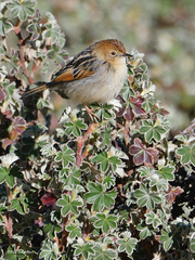 Cisticola lugubris