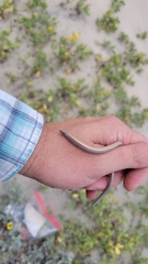 Anniella geronimensis