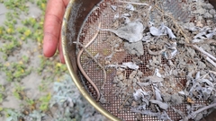 Anniella geronimensis