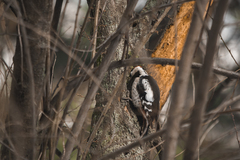 Dendrocopos syriacus