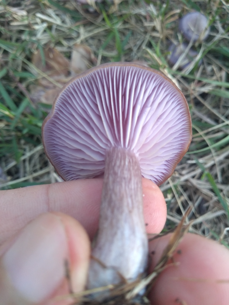 Collybia sordida · June 2021 · photo: © lucaskaminski (iNaturalist, cc-by)