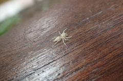 Epocilla