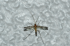 Macrocera