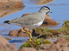 Vanellus melanocephalus