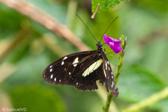 Heliconius atthis