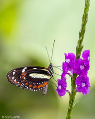 Heliconius atthis