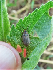 Ophraella notata