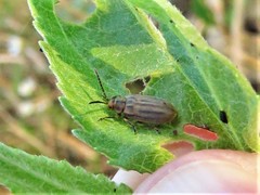Ophraella notata