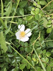 Rosa lucieae