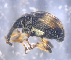 Nanophyes marmoratus