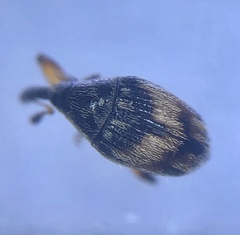 Nanophyes marmoratus